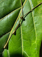 Gold-Plated Tassel Earrings and Necklace